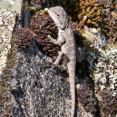 Amphibolurus muricatus (Jacky Lizard) at Oaks Estate, ACT - 24 Feb 2024 by NathanaelC