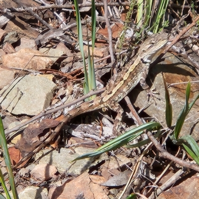 Amphibolurus muricatus (Jacky Lizard) at Oaks Estate, ACT - 24 Feb 2024 by NathanaelC