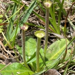 Solenogyne gunnii (Solengyne) at Mt Holland - 19 Feb 2024 by JaneR