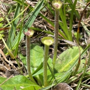 Solenogyne gunnii at Mt Holland - 19 Feb 2024 01:48 PM