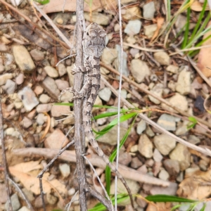 Amphibolurus muricatus at Molonglo Gorge - 24 Feb 2024 01:20 PM