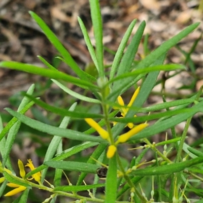 Persoonia mollis (Soft Geebung) at Ulladulla Wildflower Reserve - 24 Feb 2024 by trevorpreston