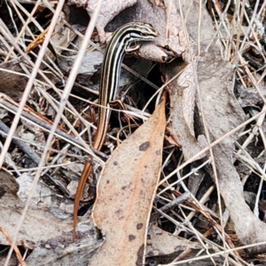 Ctenotus taeniolatus at Molonglo Gorge - 24 Feb 2024