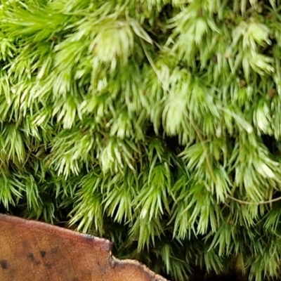 Unidentified Moss, Liverwort or Hornwort at Ulladulla, NSW - 24 Feb 2024 by trevorpreston