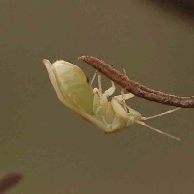 Miridae (family) (Unidentified plant bug) at Black Mountain - 21 Feb 2024 by ConBoekel