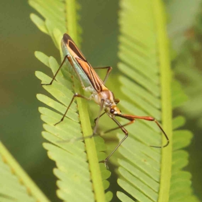 Rayieria acaciae (Acacia-spotting bug) at Black Mountain - 21 Feb 2024 by ConBoekel