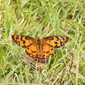 Heteronympha penelope at Black Mountain - 21 Feb 2024