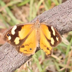 Heteronympha merope (Common Brown Butterfly) at Black Mountain - 20 Feb 2024 by ConBoekel