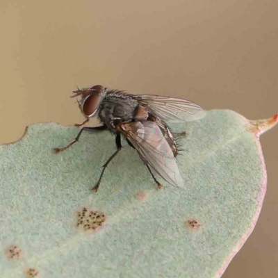Calliphora stygia (Brown blowfly or Brown bomber) at Black Mountain - 20 Feb 2024 by ConBoekel