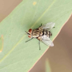 Tachinidae (family) at Black Mountain - 20 Feb 2024 by ConBoekel