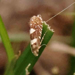 Glyphipterix chrysoplanetis at Black Mountain - 21 Feb 2024