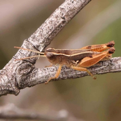 Phaulacridium vittatum (Wingless Grasshopper) at Black Mountain - 20 Feb 2024 by ConBoekel