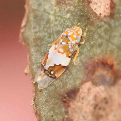 Aneono sp. (genus) (A leafhopper) at Black Mountain - 20 Feb 2024 by ConBoekel