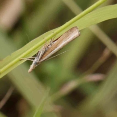 Culladia cuneiferellus (Crambinae moth) at Black Mountain - 21 Feb 2024 by ConBoekel