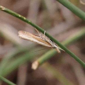 Culladia cuneiferellus at Black Mountain - 21 Feb 2024 11:39 AM