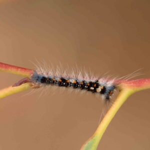 Lasiocampidae (family) immature at Black Mountain - 21 Feb 2024