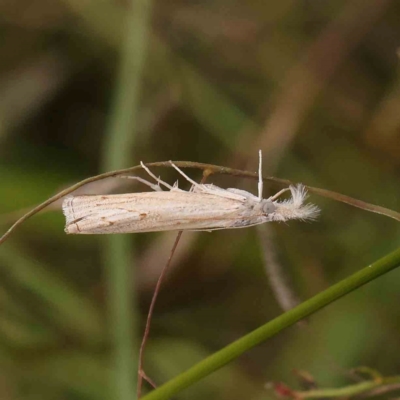 Culladia cuneiferellus (Crambinae moth) at Black Mountain - 21 Feb 2024 by ConBoekel