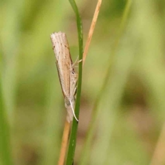 Culladia cuneiferellus (Crambinae moth) at Black Mountain - 20 Feb 2024 by ConBoekel