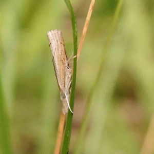 Culladia cuneiferellus at Black Mountain - 21 Feb 2024