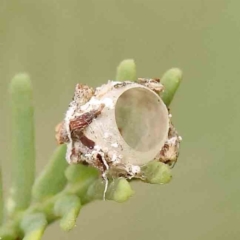 Unidentified Moth (Lepidoptera) at Black Mountain - 20 Feb 2024 by ConBoekel