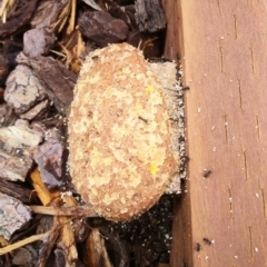 Unidentified Other non-black fungi  at Red Hill, ACT - 2 Jan 2024 by HelenJ