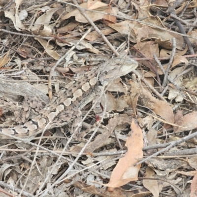 Amphibolurus muricatus at Hillgrove, NSW - 23 Feb 2024 by Csteele4