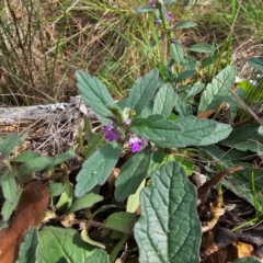 Ajuga australis (Austral Bugle) at Hillgrove, NSW - 23 Feb 2024 by Csteele4