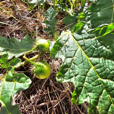 Solanum campanulatum at Oxley Wild Rivers National Park - 23 Feb 2024 by Csteele4