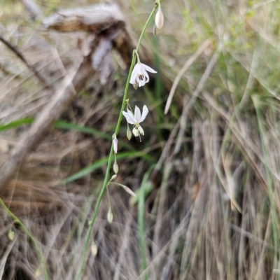 Arthropodium milleflorum (Vanilla Lily) at Oxley Wild Rivers National Park - 23 Feb 2024 by Csteele4