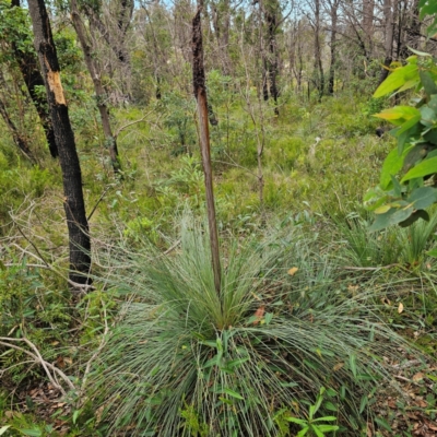 Xanthorrhoea glauca subsp. glauca at Ebor, NSW - 23 Feb 2024 by Csteele4