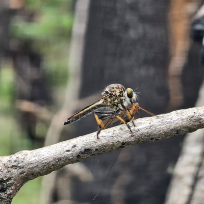 Ommatius coeraebus (a robber fly) at Ebor, NSW - 23 Feb 2024 by Csteele4