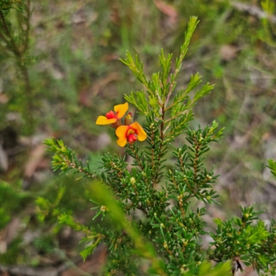 Dillwynia phylicoides (A Parrot-pea) at Ebor, NSW - 23 Feb 2024 by Csteele4