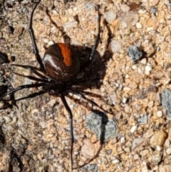 Latrodectus hasselti (Redback Spider) at Isaacs, ACT - 25 Feb 2024 by Mike