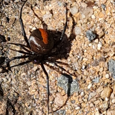 Latrodectus hasselti (Redback Spider) at Isaacs, ACT - 24 Feb 2024 by Mike