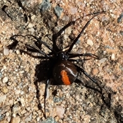 Latrodectus hasselti at Isaacs, ACT - 25 Feb 2024 10:38 AM