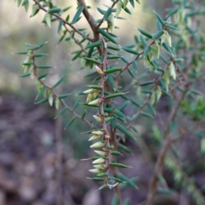 Leucopogon fletcheri subsp. brevisepalus at Block 402 - 5 Jul 2023