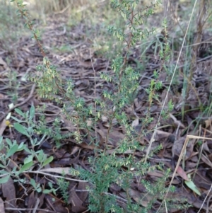 Leucopogon fletcheri subsp. brevisepalus at Block 402 - 5 Jul 2023