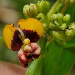 Daviesia corymbosa at Ulladulla Wildflower Reserve - 24 Feb 2024 by trevorpreston