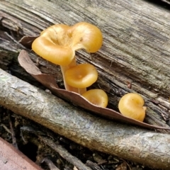 Unidentified Cap on a stem; gills below cap [mushrooms or mushroom-like] at Ulladulla Wildflower Reserve - 24 Feb 2024 by trevorpreston