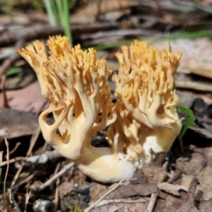 Ramaria sp. (genus) at Ulladulla Wildflower Reserve - 24 Feb 2024 02:32 PM