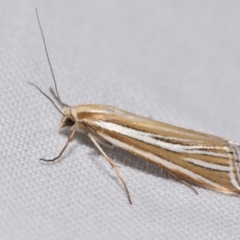 Hednota relatalis (A Crambid moth) at QPRC LGA - 24 Feb 2024 by DianneClarke