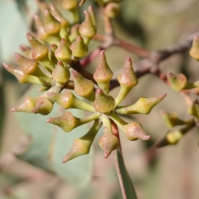 Eucalyptus macrorhyncha subsp. macrorhyncha (Red Stringybark) at Denman Prospect 2 Estate Deferred Area (Block 12) - 7 Jul 2023 by RobG1