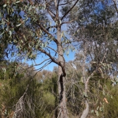 Eucalyptus macrorhyncha subsp. macrorhyncha at Denman Prospect 2 Estate Deferred Area (Block 12) - 7 Jul 2023 12:02 PM