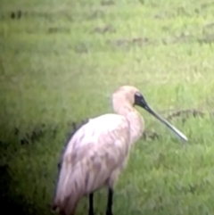 Platalea regia (Royal Spoonbill) at Fernmount, NSW - 24 Feb 2024 by NJ