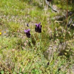 Lavandula stoechas at Isaacs Ridge and Nearby - 25 Feb 2024 12:31 PM