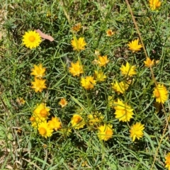 Xerochrysum viscosum (Sticky Everlasting) at Isaacs Ridge and Nearby - 25 Feb 2024 by Mike