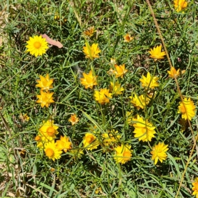 Xerochrysum viscosum (Sticky Everlasting) at Fadden, ACT - 25 Feb 2024 by Mike