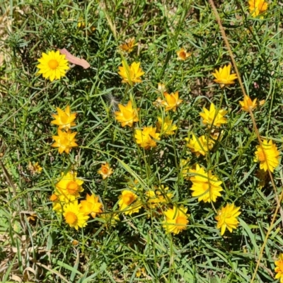 Xerochrysum viscosum (Sticky Everlasting) at Isaacs Ridge - 25 Feb 2024 by Mike