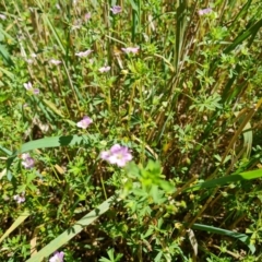 Geranium sp. (Geranium) at Fadden, ACT - 25 Feb 2024 by Mike