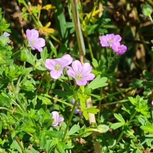 Geranium sp. at Isaacs Ridge and Nearby - 25 Feb 2024